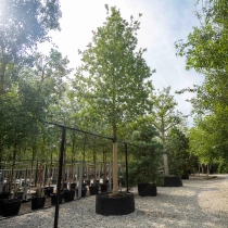 Stieleiche ausgewachsen #1