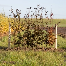 Blutbuchenhecke pro Meter zweireihig