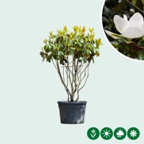Magnolia grandiflora mehrstämmig