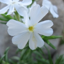 Weiße Phlox