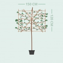 Gieser Wildeman Spalierbaum groß
