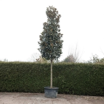 Magnolie grandiflora #68