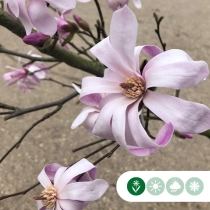 Magnolie 'Leonard Messel' busch
