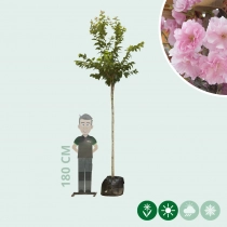 Japanische Blütenkirsche