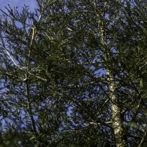 Küstenmammutbaum #108