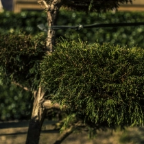 Sawara-Scheinzypresse 'Bonsai' #114