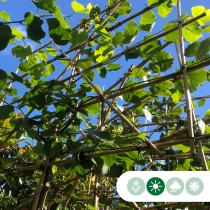 Magnolie grandiflora als Spalier