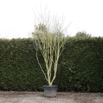 Judasbaum 'Avondale' mehrstämmig #74