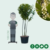 Kirschlorbeer 'Novita' mehrstämmig