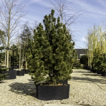 Bosnische Kiefer #117