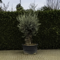 Olivenbaum 'Bonsai' #94