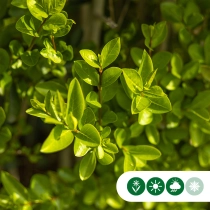 Kugel-Liguster Pompom