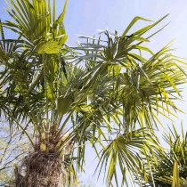 Mediterrane Bäume