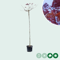 Roter Persischer Schlafbaum