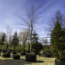 Scheinakazie Frisia #120