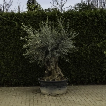 Olivenbaum 'Bonsai' #88