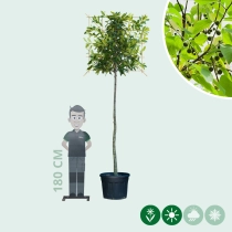 Europäischer Zürgelbaum