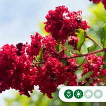 Chinesische Kräuselmyrte 'Dynamite'