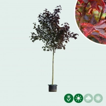 Acer platanoides Royal Red