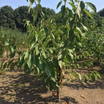 Prunus A. Doppelte Maikirsche