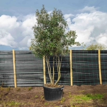 Mehrstämmige Steineiche ausgewachsen #2