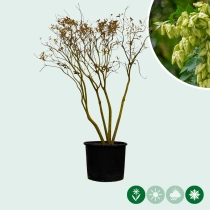 Blasenbaum mehrstämmig