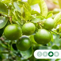Limettenbaum