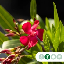 Rote oleander Busch