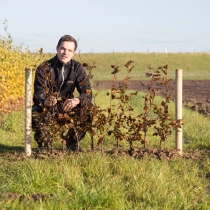 Blutbuchenhecke pro Meter zweireihig