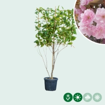 Japanische Blütenkirsche mehrstämmig als Spalier