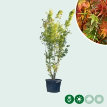 Gewöhnlicher Japanischer Fächerahorn