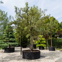 Apfelbaum Malus d.  'Rode Boskoop' #1