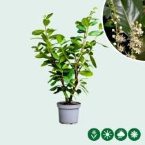 Kirschlorbeerhecke 'Novita'