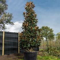 Magnolie Grandiflora Solitär