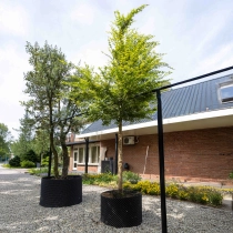 Gewöhnlicher Japanischer Fächerahorn Hochstamm  #1