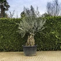 Olivenbaum 'Bonsai' #102