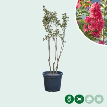 Chinesische Kräuselmyrte 'Rosea'