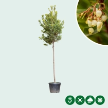 Erdbeerbaum