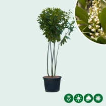 Kirschlorbeer 'Novita' mehrstämmig