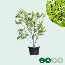 Europäischer Zürgelbaum mehrstämmig