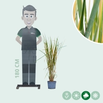 Rutenhirse ‘Northwind’