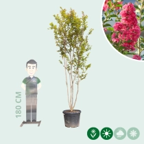 Chinesische Kräuselmyrte 'Rosea'