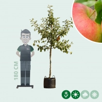 Die Malus d. 'Jonagold'