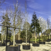 Gelbe Säulenbuche #106