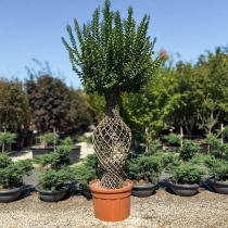Lagerstroemia indica Vasenform #185