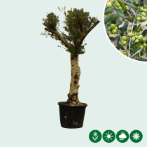 Olivenbaum ‘Hojiblanca’