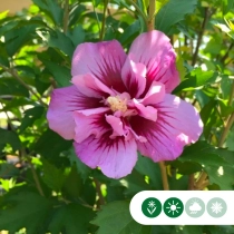 Säulen-Hibiskus ‘Purple Pillar’ hochstamm