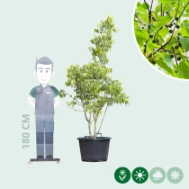 Europäischer Zürgelbaum mehrstämmig