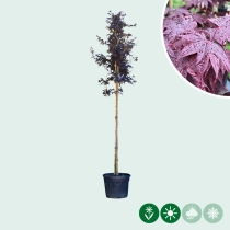 Roter Fächerahorn Bloodgood hochstamm