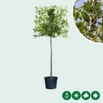 Kirschlorbeer als Spalier Ausgewaschen